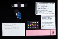 NHMW-GEO-2007z0149-0453_Ol_03.tifGalatheites aiola n. sp. (Robins, Feldmann, Schweitzer & Bonde, 2016)  (NHMW-GEO-2007z0149-0453)